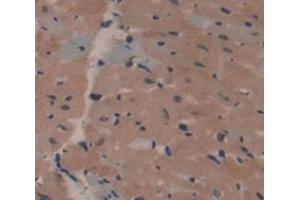 Used in DAB staining on fromalin fixed paraffin- embedded Kidney tissue (APOA1BP Antikörper  (AA 54-282))