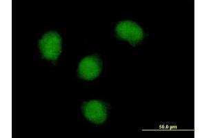 Immunofluorescence of purified MaxPab antibody to NOVA1 on HeLa cell. (NOVA1 Antikörper  (AA 1-507))