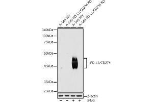 Western blot analysis of extracts from wild type (WT) and PD-L1/CD274 knockout (KO) A-549,A-549+IFNG cells, using PD-L1/CD274 antibody (ABIN7266178) at 1:1000 dilution.
