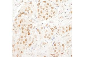 anti-CD3e Molecule, epsilon Associated Protein (CD3EAP) (AA 404-454) antibody