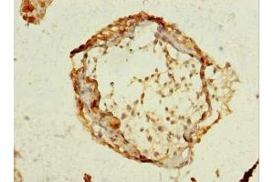 Immunohistochemistry of paraffin-embedded human testis tissue using ABIN7168636 at dilution of 1:100 (SCRG1 Antikörper  (AA 21-98))