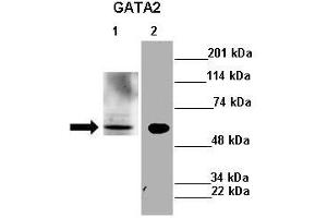 Lanes : Lane 1: 30ug mouse liver lysateLane 2: 30ug mouse N2a cell lysate  Primary Antibody Dilution :  1:500   Secondary Antibody : Anti-rabbit-HRP  Secondary Antibody Dilution :  1:2500  Gene Name : GATA2  Submitted by : A Kalyani and Vinayak Gupta IIT Madras (GATA2 Antikörper  (N-Term))