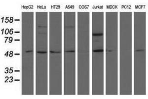 Image no. 2 for anti-5'-Nucleotidase Domain Containing 1 (NT5DC1) antibody (ABIN1499834) (NT5DC1 Antikörper)