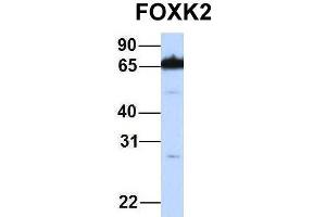 Host:  Rabbit  Target Name:  FOXK2  Sample Type:  721_B  Antibody Dilution:  1. (Forkhead Box K2 Antikörper  (Middle Region))