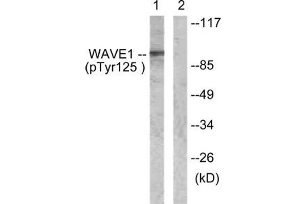 WASF1 anticorps  (pTyr125)