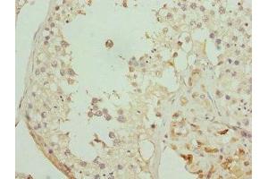 Immunohistochemistry of paraffin-embedded human testis tissue using ABIN7162351 at dilution of 1:100 (GPR68 Antikörper  (AA 276-365))