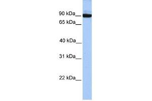 PCDH17 antibody used at 1 ug/ml to detect target protein.