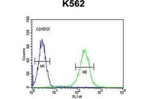 Flow cytometric analysis of K562 cells using KIAA1324L Antibody (N-term) Cat. (KIAA1324-Like Antikörper  (N-Term))