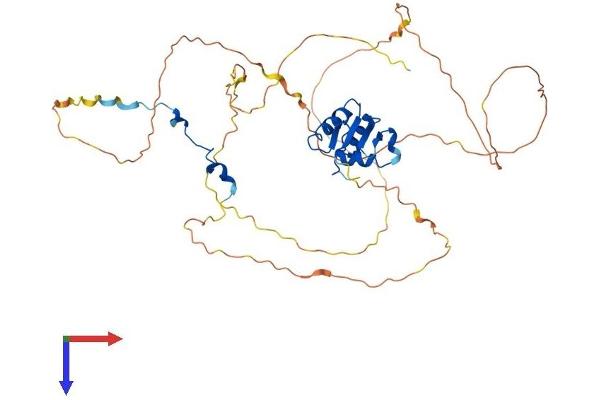 ELK1 Protein (AA 1-429) (His tag)