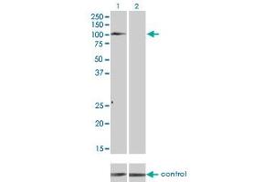 Western blot analysis of TYRO3 over-expressed 293 cell line, cotransfected with TYRO3 Validated Chimera RNAi (Lane 2) or non-transfected control (Lane 1). (TYRO3 Antikörper  (AA 50-150))