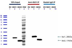 anti-Feimin antibody