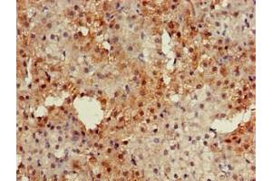 Immunohistochemistry of paraffin-embedded human adrenal gland tissue using ABIN7146610 at dilution of 1:100