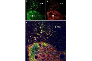 Multiplex staining of VGLUT2 and P2X7 Receptor in rat spinal cord - Immunohistochemical staining of perfusion-fixed frozen rat spinal cord sections using Anti-VGLUT2 Antibody (ABIN7043681, ABIN7044370 and ABIN7044371), (1:600) and Anti-P2X7 Receptor-ATTO Fluor-550 Antibody (ABIN7043577), (1:100).