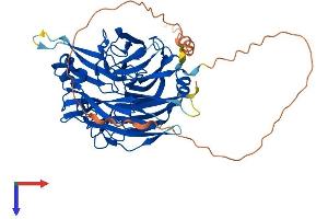Sialidase 4 Protein (NEU4) (AA 1-478) (His tag)