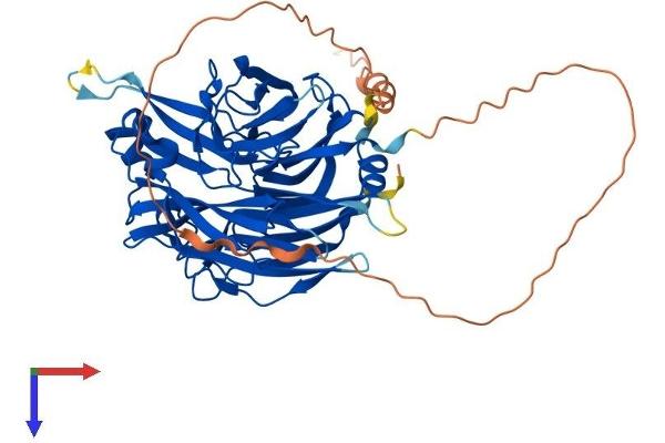 Sialidase 4 Protein (NEU4) (AA 1-478) (His tag)