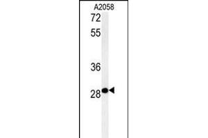 C11orf46 Antibody (C-term) (ABIN654019 and ABIN2843942) western blot analysis in  cell line lysates (35 μg/lane). (C11orf46 Antikörper  (C-Term))