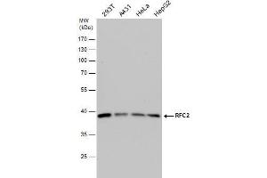 WB Image RFC2 antibody detects RFC2 protein by western blot analysis. (RFC2 Antikörper)
