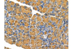 ABIN6264452 and ABIN6276642 at 1/100 staining Rat pancreatic tissue by IHC-P. (PRSS1 Antikörper  (Internal Region))