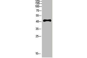 Western Blot analysis of HEPG2 cells using Antibody diluted at 800. (RCC1 Antikörper  (AA 301-350))