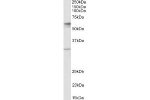 ABIN1590114 (1µg/ml) staining of Human Placenta lysate (35µg protein in RIPA buffer). (Solute Carrier Family 17 (Acidic Sugar Transporter), Member 5 (SLC17A5) (AA 85-99) Antikörper)