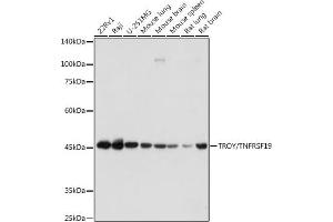 Western blot analysis of extracts of various cell lines, using TROY/TNFRSF19 antibody (ABIN7271069) at 1:1000 dilution. (TNFRSF19 Antikörper)