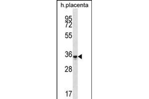 OR6K6 Antibody (C-term) (ABIN657186 and ABIN2846311) western blot analysis in human placenta tissue lysates (35 μg/lane). (OR6K6 Antikörper  (C-Term))