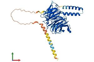 Protein Structure (PS) image for Transducin (Beta)-Like 2 (TBL2) (AA 1-447) protein (His tag) (ABIN7544241)