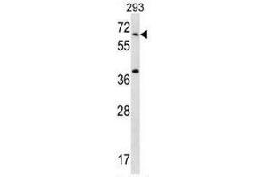 STXBP2 Antibody (C-term) western blot analysis in 293 cell line lysates (35µg/lane).
