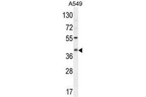 C5AR1 Antibody (Center) western blot analysis in A549 cell line lysates (35µg/lane). (C5AR1 Antikörper  (Middle Region))