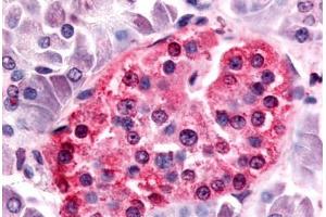 Anti-SGK3 antibody  ABIN1049328 IHC staining of human islet of langerhans. (SGK3 Antikörper  (Internal Region))
