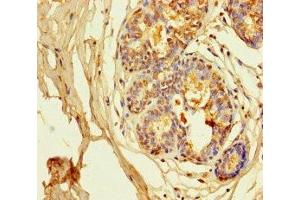Immunohistochemistry (IHC) image for anti-Potassium Voltage-Gated Channel, Shaker-Related Subfamily, Member 6 (KCNA6) (AA 1-171) antibody (ABIN7163953)