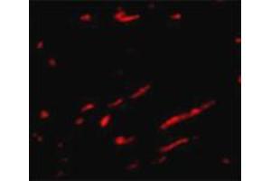 Immunofluorescence staining of rat kidney tissue with 20 ug/mL SLC22A17 polyclonal antibody . (SLC22A17 Antikörper  (C-Term))