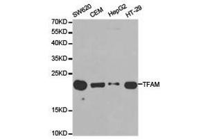 Western Blotting (WB) image for anti-Transcription Factor A, Mitochondrial (TFAM) antibody (ABIN1875064) (TFAM Antikörper)