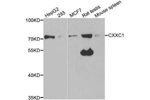Western blot analysis of extracts of various cell lines, using CXXC1 antibody (ABIN5973429) at 1/1000 dilution. (CXXC1 Antikörper)