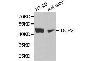 Western blot analysis of extract of HT29 and rat brain cells, using DCP2 antibody. (DCP2 Antikörper)
