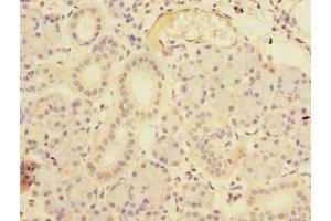 Immunohistochemistry of paraffin-embedded human pancreatic tissue using ABIN7167492 at dilution of 1:100