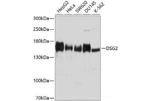 Western blot analysis of extracts of various cell lines using DSG2 Polyclonal Antibody at dilution of 1:1000.