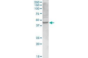 RELT MaxPab rabbit polyclonal antibody. (RELT Antikörper  (AA 1-430))