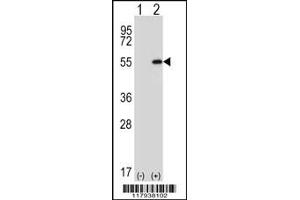 Western blot analysis of DDX39 using rabbit polyclonal using 293 cell lysates (2 ug/lane) either nontransfected (Lane 1) or transiently transfected (Lane 2) with the DDX39 gene.