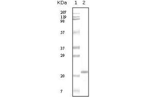 Western Blotting (WB) image for anti-Apolipoprotein A-V (APOA5) (truncated) antibody (ABIN2464012) (APOA5 Antikörper  (truncated))