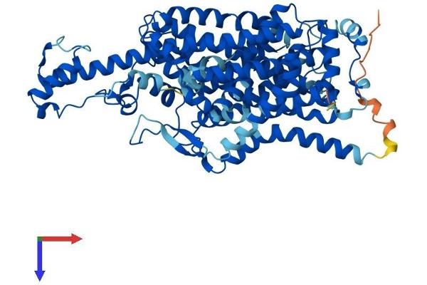 SLC6A19 Protein (AA 1-634) (His tag)