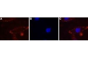 Immunocytochemistry (ICC) image for anti-Calcium-Sensing Receptor (CASR) (AA 216-229), (Extracellular) antibody (ABIN7043018)