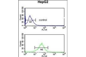 AGT3 Antibody (Center) (ABIN652630 and ABIN2842420) flow cytometric analysis of HepG2 cells (bottom histogram) comred to a negative control cell (top histogram). (AGPAT3 Antikörper  (AA 241-269))