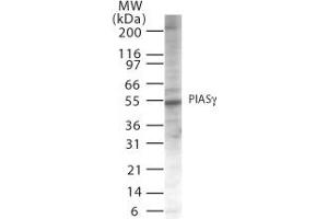 Image no. 1 for anti-Protein Inhibitor of Activated STAT, 4 (PIAS4) (AA 44-60) antibody (ABIN208255) (PIAS4 Antikörper  (AA 44-60))