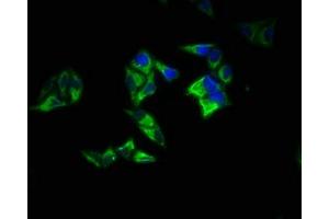 Immunofluorescence staining of Hela cells with ABIN7167395 at 1:200, counter-stained with DAPI. (RAP1A Antikörper  (AA 1-181))