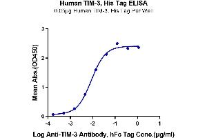 Immobilized Human TIM-3, His Tag at 0. (TIM3 Protein (AA 22-200) (His tag))