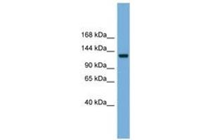 Image no. 1 for anti-Ras Protein-Specific Guanine Nucleotide-Releasing Factor 1 (RASGRF1) (AA 467-516) antibody (ABIN6745690)