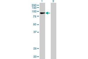 Western Blot analysis of RECQL expression in transfected 293T cell line by RECQL MaxPab polyclonal antibody. (RecQ Protein-Like (DNA Helicase Q1-Like) (RECQL) (AA 1-649) Antikörper)