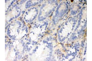 Immunohistochemistry (IHC) image for anti-Flotillin 2 (FLOT2) (AA 169-344) antibody (ABIN3042393)
