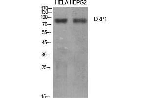 Western Blot (WB) analysis of specific cells using DRP1 Polyclonal Antibody. (Dynamin 1-Like Antikörper  (Tyr516))